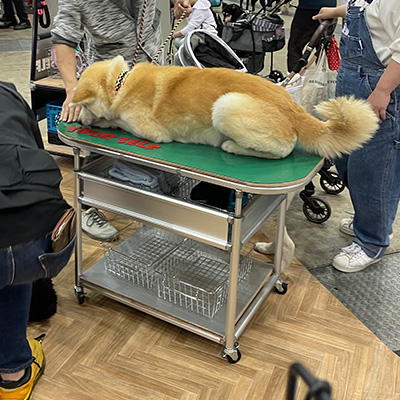 トリミング台。大型のワンちゃんでも大丈夫