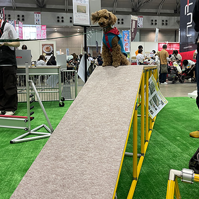 同じくドッグウォークを体験する小型のワンちゃん、佇まいが凛々しいです