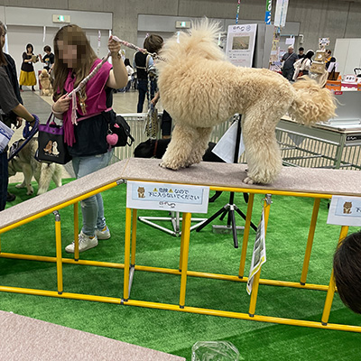 ドッグウォークを体験する大型のワンちゃん