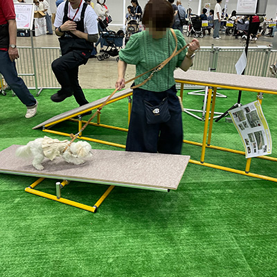 ドキドキ！シーソーを体験する小型のワンちゃん