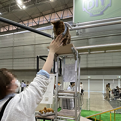 高いところまで登る猫ちゃん